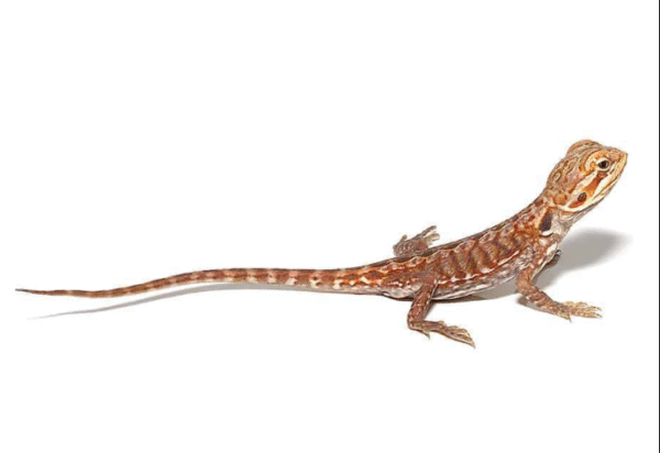 baby inferno silky bearded dragon for sale