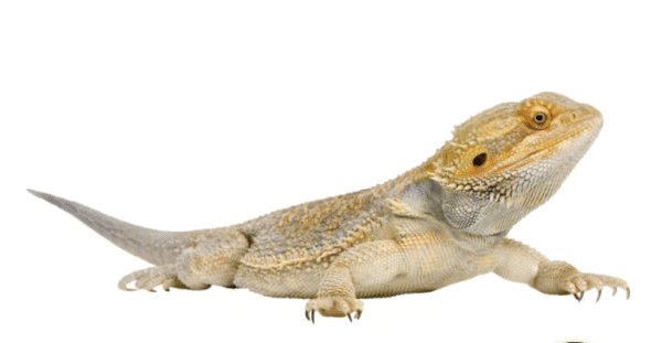 bearded dragon for sale