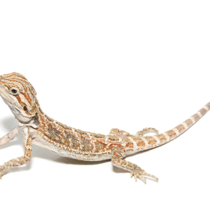 bearded dragon for sale