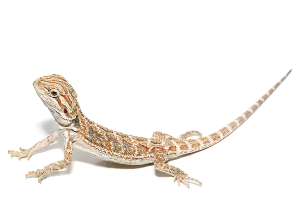 bearded dragon for sale
