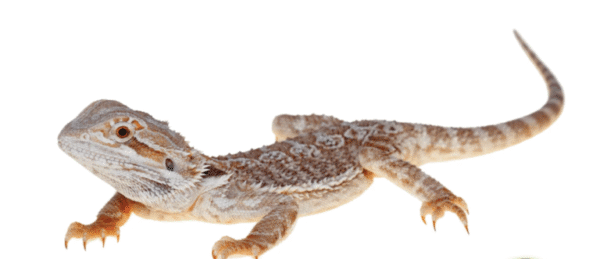 bearded dragon for sale