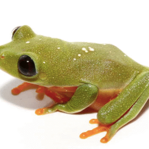 black eyed tree frog for sale