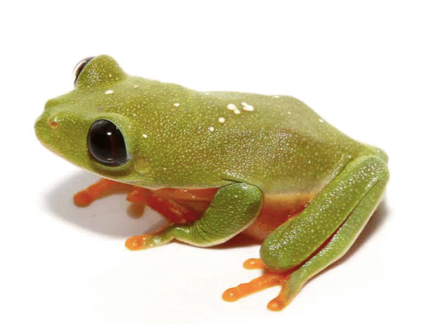 black eyed tree frog for sale