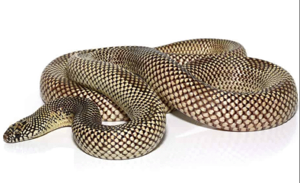 blotched kingsnake for sale