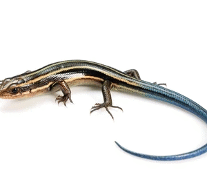 blue tail skink for sale