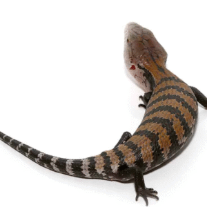 blue tongue skink for sale