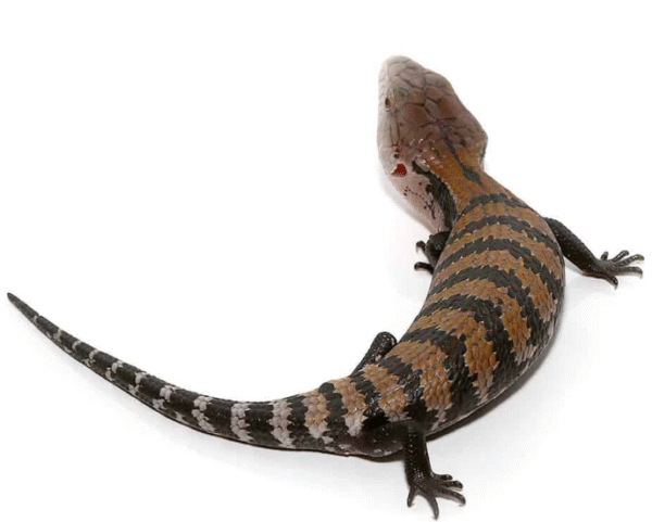 blue tongue skink for sale