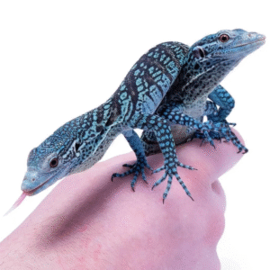 blue tree monitor for sale