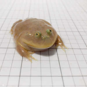 budgett’s frog for sale