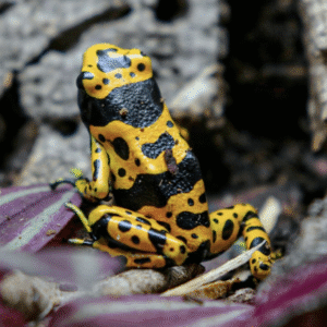 bumblebee dart frog for sale