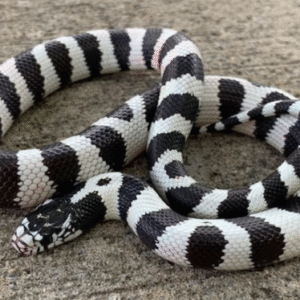 california kingsnake for sale
