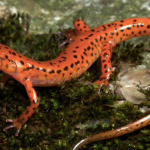 cave salamander for sale