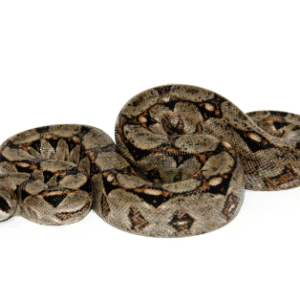 central american boa for sale
