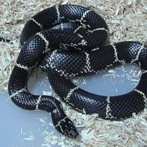 eastern chain kingsnake for sale