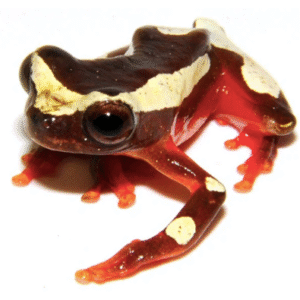 clown tree frog for sale