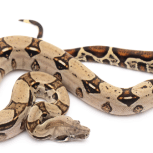 columbian red tail boa for sale