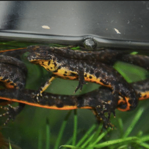 crested newt for sale