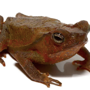 crested toad for sale
