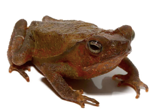 crested toad for sale