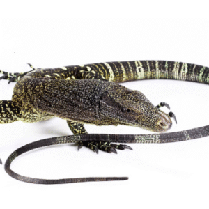 crocodile monitor for sale