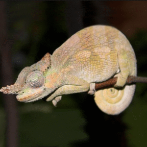 dwarf fischer’s chameleon for sale