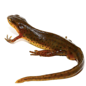eastern newt for sale