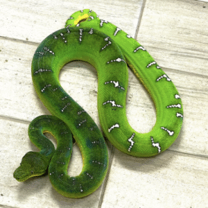 emerald tree boa for sale