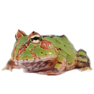 fantasy pacman frog for sale
