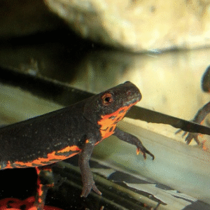 fire bellied newt for sale
