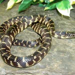 florida kingsnake for sale