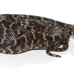 ghost kingsnake for sale