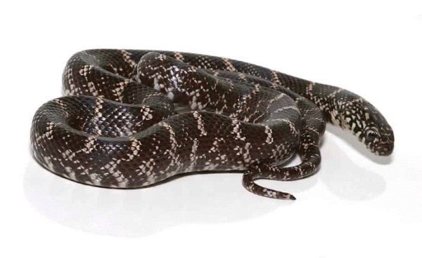 ghost kingsnake for sale