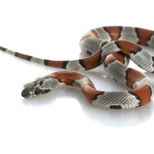 gray banded kingsnake for sale