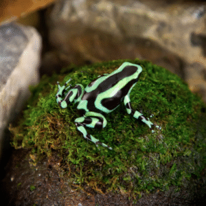 green and black auratus dart frog for sale