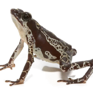 guyana giant marine toad for sale
