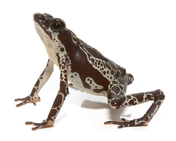green harlequin toad for sale