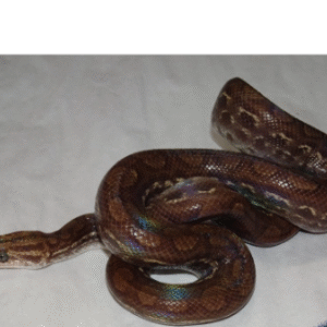 guyana rainbow boa for sale