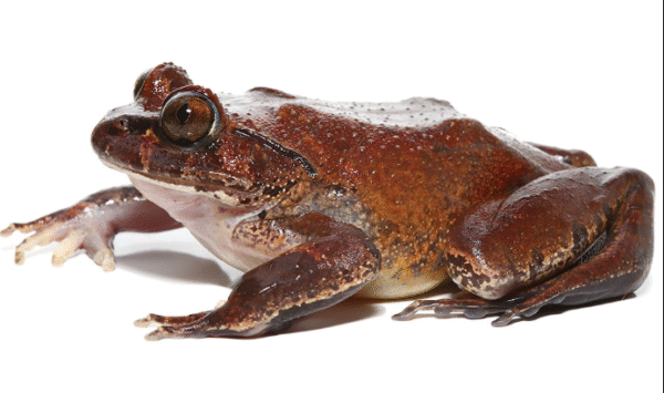 hairy frog for sale