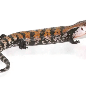 halmahera blue tongue skink for sale