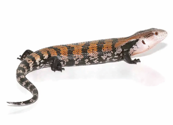 halmahera blue tongue skink for sale