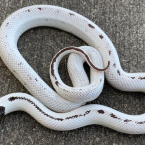 high white california kingsnake for sale
