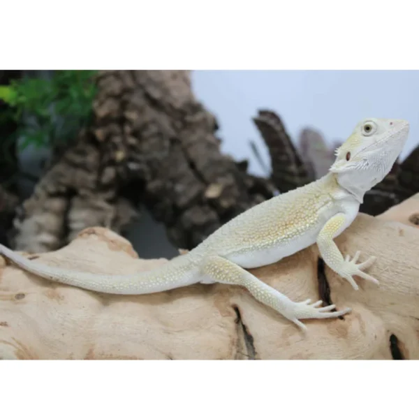 hypo witblits bearded dragon for sale