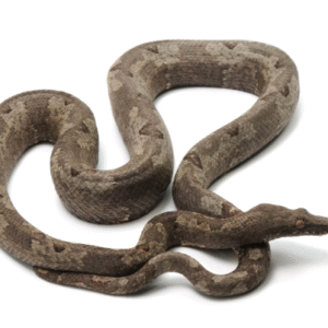 indonesian tree boa for sale