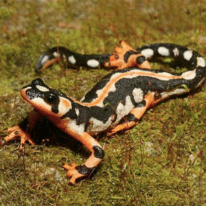 iranian kaiser newt for sale