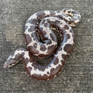 kenyan sand boa for sale