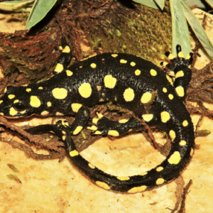 lake urmia newt for sale