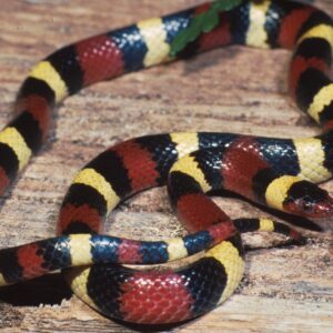 scarlet kingsnake for sale