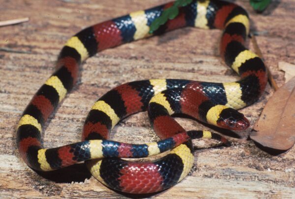 scarlet kingsnake for sale