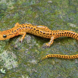 long tail salamander for sale