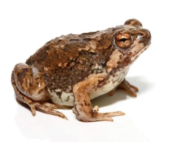 madagascar brown rain frog for sale